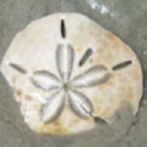 Meet your Posher, Sandy